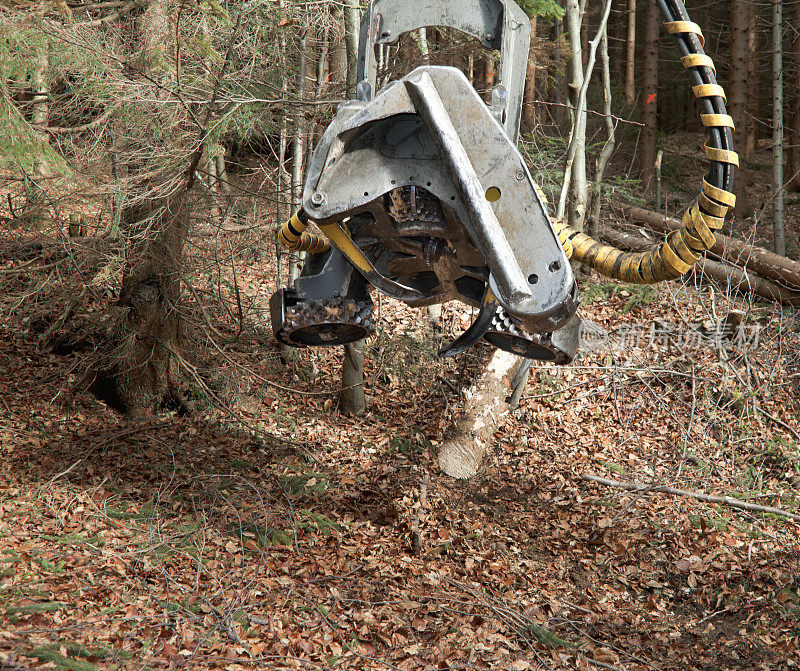 森林里的Feller buncher